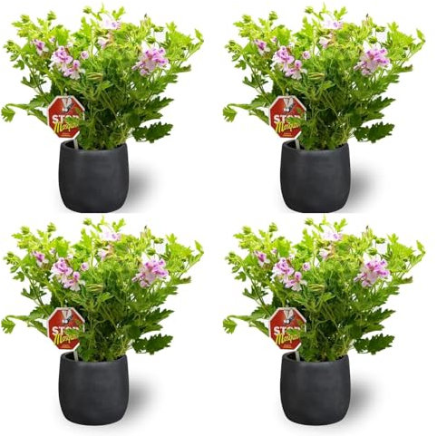Geranio Limón Pack 4 Unidades Maceta de Ø 15 cm Planta Aroma Cítrico Repele los Mosquitos y Otros Insectos para Interior y Decoración de Hogar, Balcones o terraza