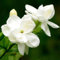100 Teile/beutel Jasmin Samen Duftenden Landschaftsbau Dekor Weiße Blüte Aromatische Blume Sämlinge Blume Obst Baum Gemüse Samen Arabische Jasminsamen