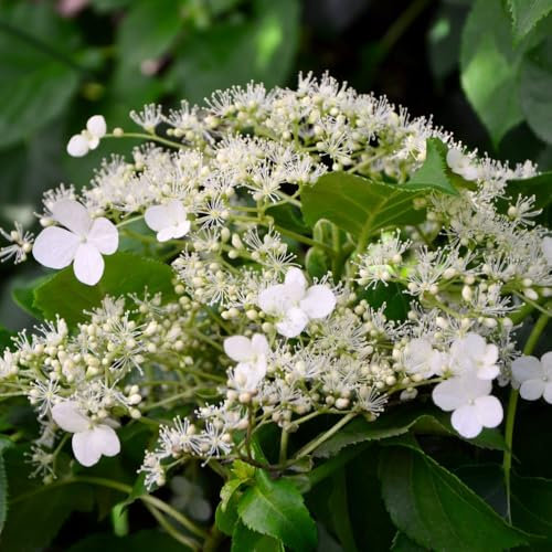 Hydrangea petiolaris - Elegant Climbing Hydrangea with Lacy White Blooms, Perfect for Shade and North-Facing Walls - 2X 9 Litre Pots by Thompson and Morgan