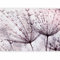 murando - Papier peint panoramique nature 150x105 cm - Revêtement mural décoration chambre salon - Design moderne - Gris rose violet marron - Pissenlits fleurs nature plantes eau b-C-0664-a-a