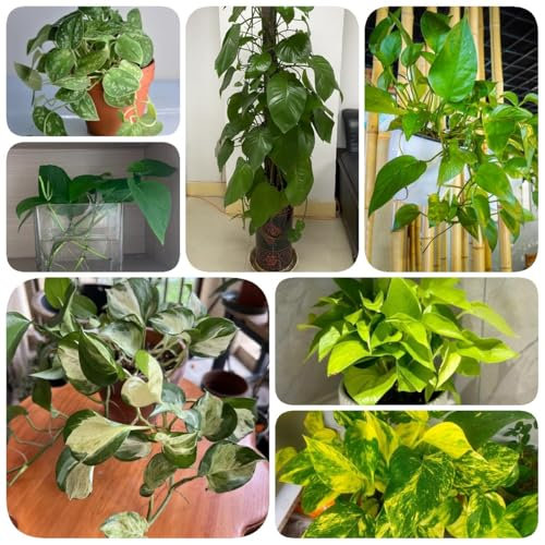 350 pcs Efeutute Samen pflanztöpfe luftreinigende zimmerpflanzen Epipremnum aureum Efeutute, bienenweide saatgut, pflanzen garten balkon deko geschenke für gartenliebhaber balkonpflanzen,