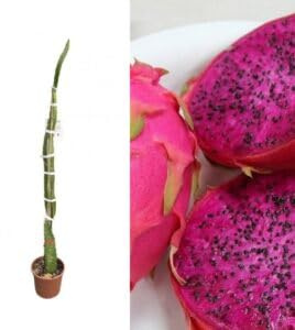 Pitaya da frutto 110 cm, pianta grassa fruttifera autofertile