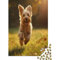 Yorkshire Terrier Jigsaw Puzzles for Adults 1000 Piece Puzzles for Adults Educational Challenge 1000 Pieces Puzzles for Adults 1000pcs (75x50cm)