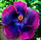 10 Rare Blau Rosa Hibiscus SeedsMystery Friend Riesen-Blüten Tropical Garden