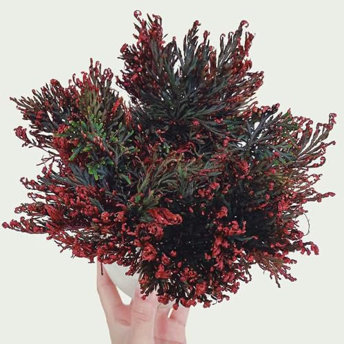 5 Pc Rosa Di Gerico Cipolle Vere - Piante Perenni Resistenti, Regalo Di Piante Rosa Di Tuberi Di Piante Di Gerico, Cipolle Ornamentali, Bulbi, Piante Perenni, Piante D'Appartamento,