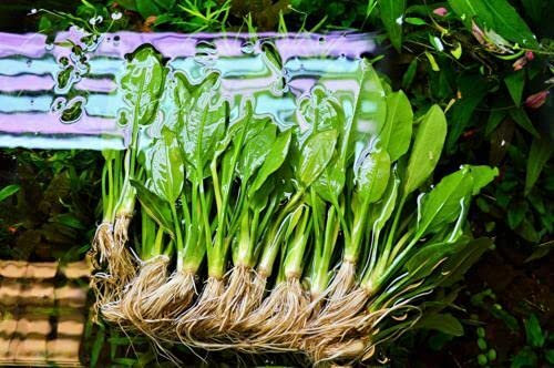 Amazon Sword X 10 Echinodorus Bleheri Paniculatus Live Aquarium Tropical Plants