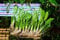 Amazon Sword X 10 Echinodorus Bleheri Paniculatus Live Aquarium Tropical Plants
