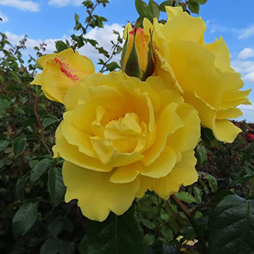 Lancelot - 5.5lt Potted Climbing Garden Rose - Fragrant, Golden Yellow, Repeat Flowering Blooms