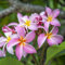 300 pcs samen frangipani pflanze kaufen, dekopflanzen winterharte stauden mehrjährig kräutergarten geschenk bienenwiese saatgut gartensamen nachhaltige produkte gartenpflanzen plant