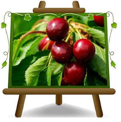 EURO PLANTS VIVAI Ciliegio Dolce Ferrovia - Pianta da Frutto Antico su Vaso da 26 cm - Pianta Max 180 cm - 4 Anni