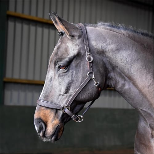 John Whitaker Ready to Ride Leather Headcollar Brown Pony
