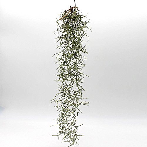 Long - Piante vive tropicali, ideali come decorazione domestica, per ambienti interni, terrari, Tillandsia e creazioni artistiche acquatiche