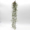 Tillandsia usneoides | Luftpflanze | Zimmerpflanze | Zimmerpflanzen indoor | Tillandsien Pflanzen echt | Louisiana-Moos |Feenhaar，Tillandsia usneoides - hängende Tillandsie - Länge 40-50 cm |