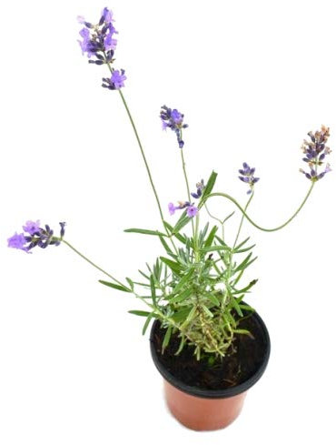 Lavanda Officinalis 10cm Planta Natural Aromática y Medicinal