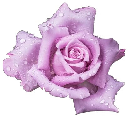 Climbing Rose Plants, 'Blue Moon', 1 x Full Plant in a 5 Litre Pot, Rose Bush, Garden Ready and Ready to Plant, Premium Quality Roses