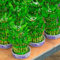 semillas de bambú de la suerte planta bambú bambú gigante palma montaña palma yuca planta sansevieria real - Plantas raras - pata elefante calathea plantas exterior árbol del dinero 60pcs