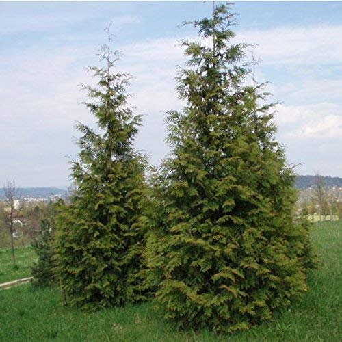 25 Seeds Western Red Cedar Seeds (Thuja plicata) Tree: Only seeds