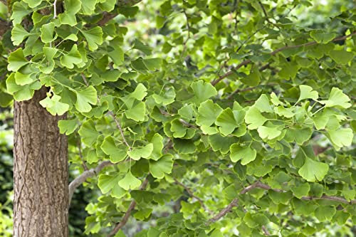 Ginkgo biloba 125-150 cm - Fächerblattbaum, goldgelbe Herbstfärbung, ideal für Kübel und Gärten, robust und pflegeleicht
