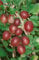 Ribes uva-crispa 'Captivator' 30-40 cm - Stachelbeere, rote Früchte, Erntezeit Juli-August, ideal für Naschgärten, dornenarm, pflegeleicht