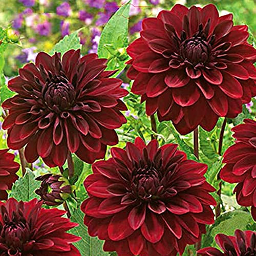 1 x Dahlia Decorative Arabian Night – Dramatic & Alluring Blooms of Dark Red – Summer Flowering Bulb – Perennials – for Your Beautiful Garden