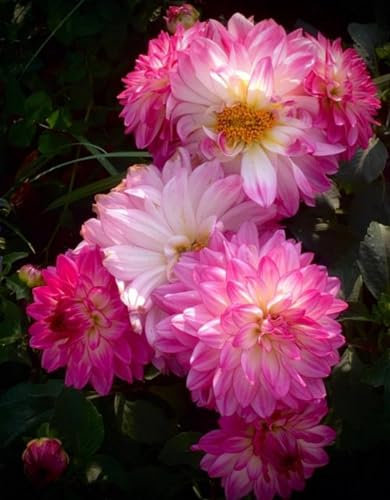 Dahlienzwiebeln Dahlien knollen großblumig winterhart Dahlien knollen winterhart rot Knollen dahlien knollen xxl Dahlien knollen winterhart