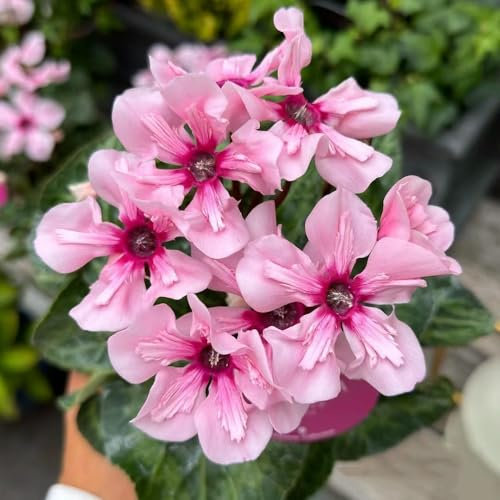 60 Pc Semi Di Ciclamino Perenni - Balcone Di Semi Di Fiori, Piante In Vaso Resistenti Semi Di Ciclamino, Fiori Di Campo Fiori Da Balcone, Semi Di Fiori Recisi Piante Aromatiche, Fiori