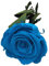 Rose ETERNELLE Bleue Naturelle PRÉSERVÉE. Rose Bleue éternelle. Cadeau Original. Fabriqué en Espagne.