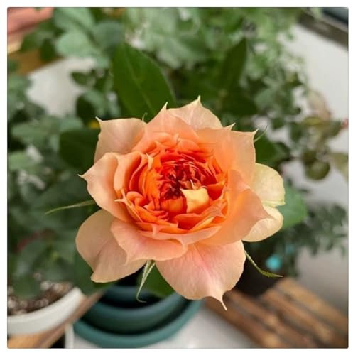 Strauchrosen, Duftrosen, Hybridrosen, zweifarbige Rosen - Rosen pflanzen winterhart - Rose pflanzen knollen winterhart-1Pflanze-H
