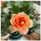 Strauchrosen, Duftrosen, Hybridrosen, zweifarbige Rosen - Rosen pflanzen winterhart - Rose pflanzen knollen winterhart-1Pflanze-H