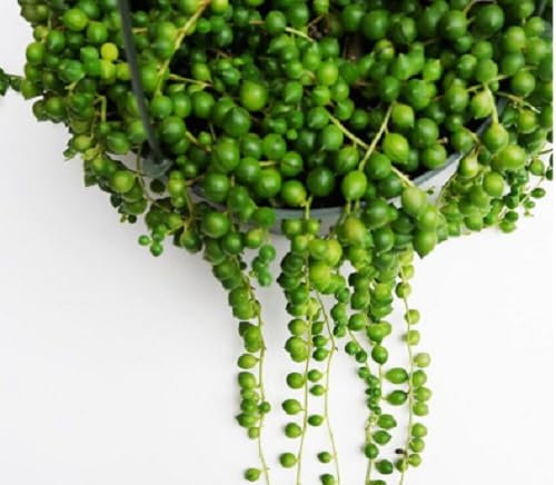 50 graines fraîches de plantes de chlorophytum