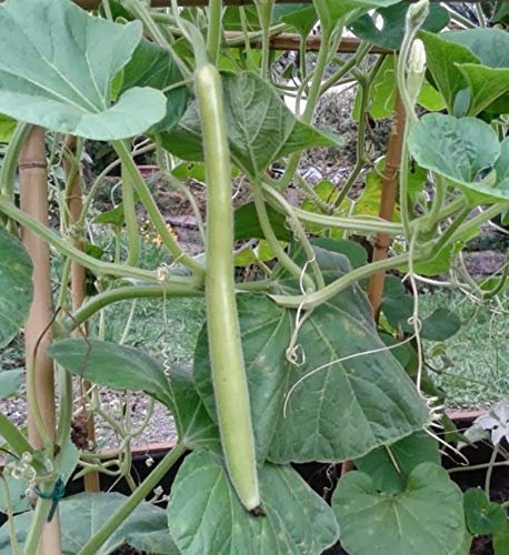 Portal Cool 60 Samen der Lange sizilianische Zucchini