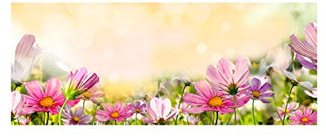 Tulup Glas-Bild Wandbild aus Glas - Wandkunst - Wandbild hinter gehärtetem Sicherheitsglas - Dekorative Wand für Küche & Wohnzimmer 125x50 - Blumen & Pflanzen - Mohnblumen - Rosa