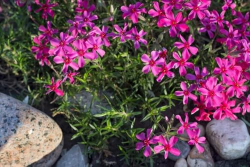 Blaukissen Rot,Aubrieta Rot - winterhart,