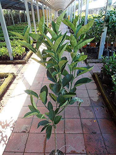 Pianta di limoni Albero limone Lunario - Imballaggio speciale protettivo