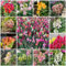 1000 pcs löwenmäulchen samen mehrjährig, löwenmaul samen, blumen für balkon, bio saatgut Snapdragon - Antirrhinum majus - blüten, kräuterbeet exotische pflanzen, pflanzen samen indoor