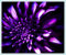 Winterharte Zwiebeln, Dahlien Knollen Groß, Dahlien Knollen Winterhart MehrjäHrig, Dahlienzwiebeln, Winterhartes, Seltene, Dahlia Pompon-2 Knollen-Z
