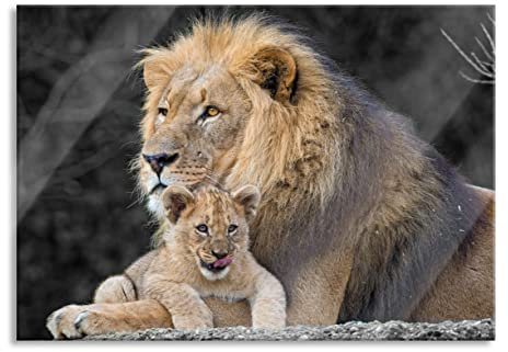 Pixxprint Glasbild, Wandbild aus Echtglas, Löwe kuschelt mit kleinem Jungtier, 100x70 cm, inkl. Aufhängung und Abstandshalter
