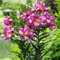 Lilium martagon zwiebeln,Winterharte mehrjährig,lilien Deko,lilie riesen,lilien zwiebeln Forever susan,Lilien im topf,Lilie,duft lilien,lilien knollen,lilien zwiebeln winterhart.-4 zwiebeln-J