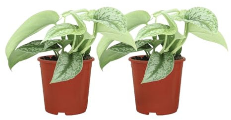 Trendyplants - 2x Scindapsus Pictus Trebie - Epipremnum - Zimmerpflanzen - Höhe 10-30 cm - Topfgröße Ø12cm