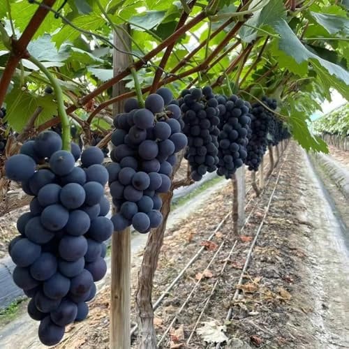 weintrauben bio pflanzen samen,weinreben kaufen winterhart - samen obst, pflanzen für garten trauben pflanzen obstbäume kaufen, balkongewächshäuser säulenobst, zimmerpflanzen samen 300pcs