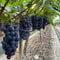 weintrauben bio pflanzen samen,weinreben kaufen winterhart - samen obst, pflanzen für garten trauben pflanzen obstbäume kaufen, balkongewächshäuser säulenobst, zimmerpflanzen samen 300pcs