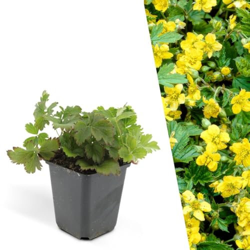 Plants by Frank | 60 Golderdbeere Pflanzen | Waldsteinia ternata | Bodendecker winterhart mehrjährig | Pflanzen für Garten | Stauden winterhart mehrjährig | Gartenpflanzen