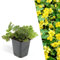 Plants by Frank | 60 Golderdbeere Pflanzen | Waldsteinia ternata | Bodendecker winterhart mehrjährig | Pflanzen für Garten | Stauden winterhart mehrjährig | Gartenpflanzen