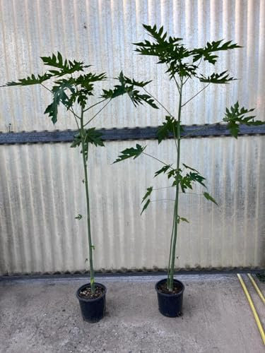 Pianta di Papaya Formosa, in vaso 17, frutto esotico H100/120cm