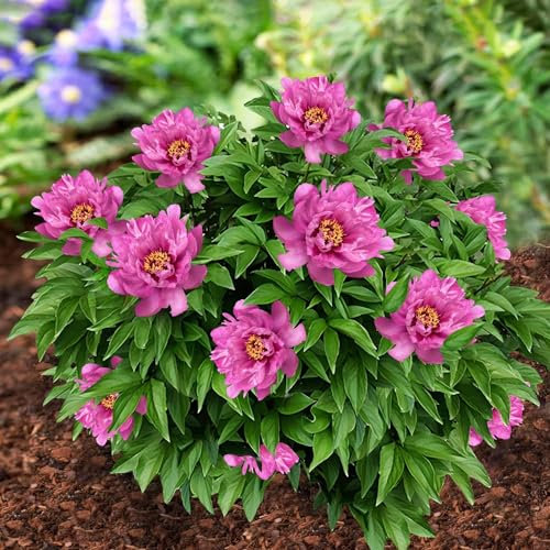 Pivoine à Planter Itoh Purple Passion - Plantes Vivaces Exterieur - 1 Racine - Plante Exterieur Jardin - Rustique - Naturelle Plante de Hollande - Pour le jardin et le pot (pas de graines)