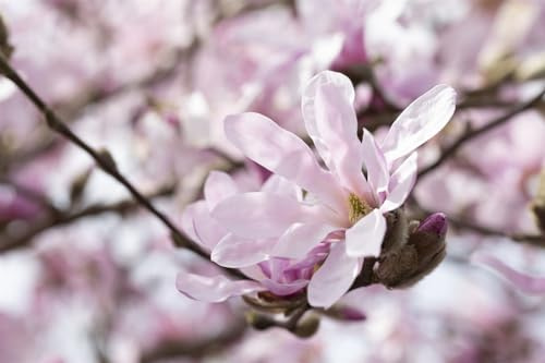 Sternmagnolie Magnolia stellata Rosea 80-100 cm Zierstrauch winterhart | Rosa Sternblueten im Fruehjahr, sonniger bis halbschattiger Standort, langsam wachsend, ideal fuer Vorgarten
