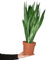 Zimmerpflanze Greenline | großer Bogenhanf 80–90 cm im 19–21 cm Topf | pflegeleicht & luftreinigend | Sansevieria zeylanica für Büro, Wohnzimmer & moderne Raumdeko | Green Me Up