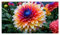 Dahlien Zwiebeln,Winterhart Mix Dahlienknollen,Dahlien Knollen Winterhart,Dahlien Knollen GroßBlumig,Dahlien Zwiebeln Winterhart,Winterhart MehrjäHrig-2knollen-g