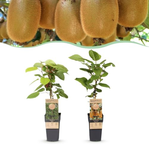 Green boutiQ - Obstpflanze - Actinidia Weiki & Hayward - Kiwi-Pflanze - 1 Männliche - 1 Weibliche - Pflanzen - Grün - Topf 15cm - Höhe 50cm