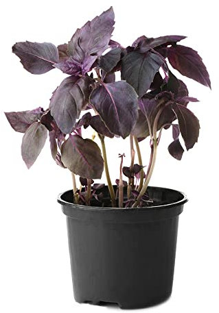Basilikum Samen Pflanze KräUter Holy Basil KräUtersamen KüChenkräUter Thai Basilikum WildkräUter Samen Bonsai Bio Saatgut GartenkräUter Stauden Winterhart MehrjäHrig Bodendecker 150 Basil Seeds